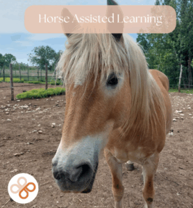 horse_Assisted_Learning